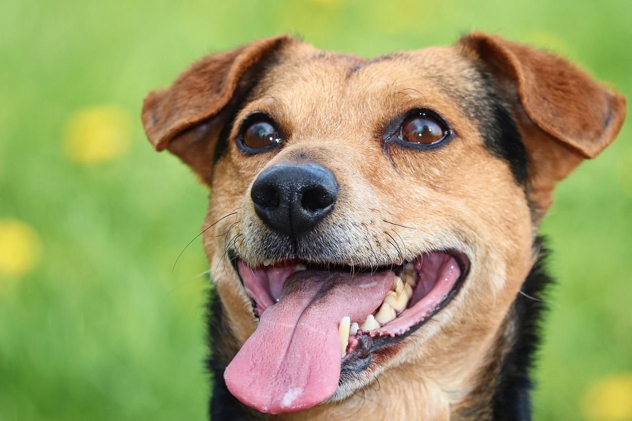 Filou, chien croisé tricolore aux oreilles tombantes, la langue sortie