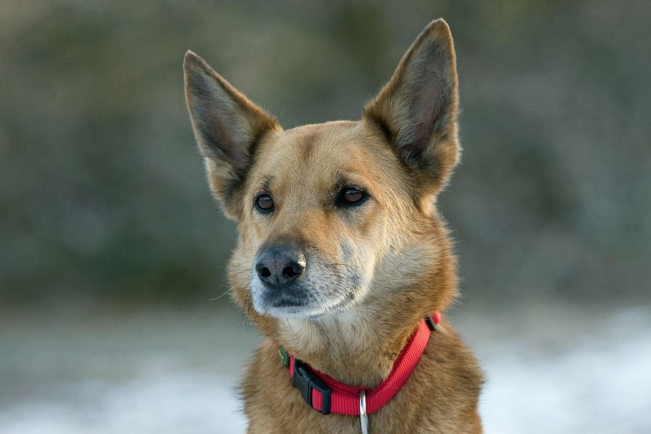 Rex, chien croisé à la robe fauve et aux grandes oreilles dressées, avec un collier rouge